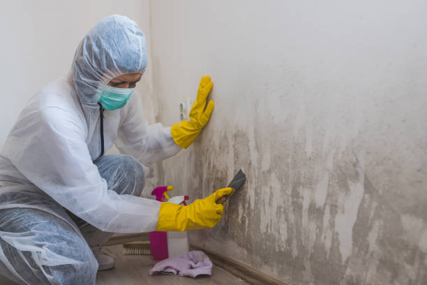 Best Mold Remediation for Specific Building Types in Millersburg, OR